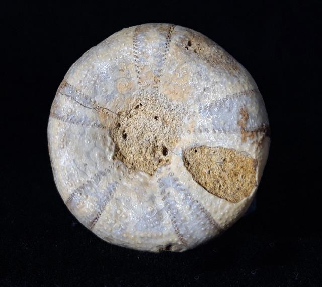 Holectypus depressus (LESKE 1778) - Bild © FossNet FossilienStore